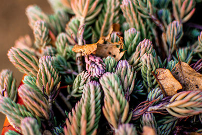 Close-up of plant