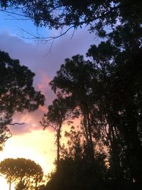 Low angle view of silhouette trees against sky at sunset