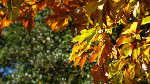 Close-up of leaves on branch