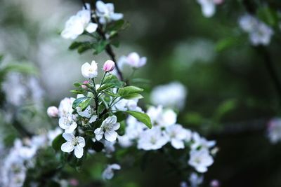 Close-up of flowers blooming on tree