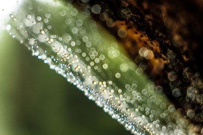 Close-up of raindrops on leaf