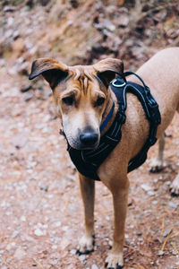 Portrait of dog standing on land