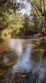 River flowing amidst trees in forest