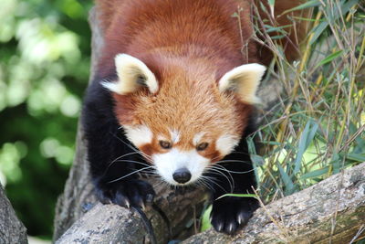 red panda