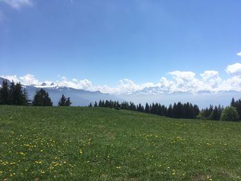 Scenic view of field against sky