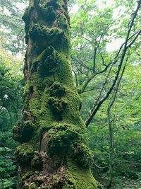 Low angle view of tree in forest