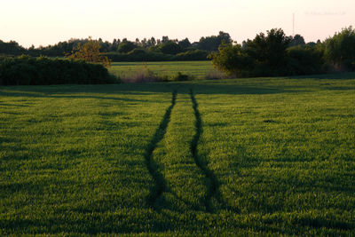 Scenic view of agricultural field