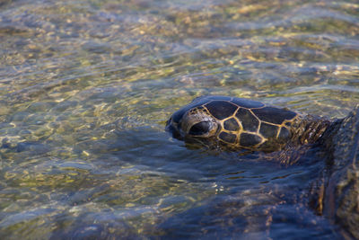 Close-up of turtle in sea