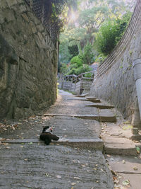 View of bird on wall