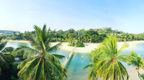 Palm trees by sea against sky