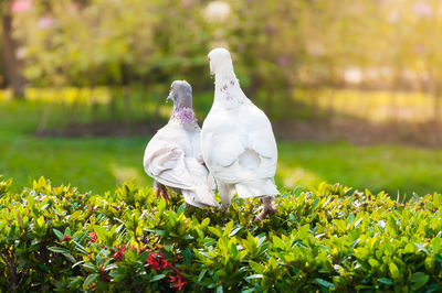 White bird on a field