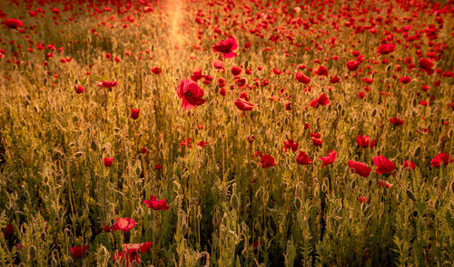 Red poppy flowers in field