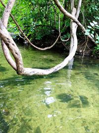 Close-up of crocodile on tree trunk by lake