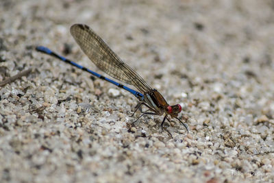 Close-up of dragonfly