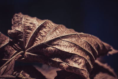 Close-up of dried leaf against black background