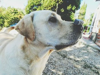 Close-up of dog looking away