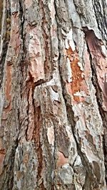 Full frame shot of tree trunk