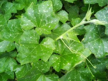 Full frame shot of wet leaves