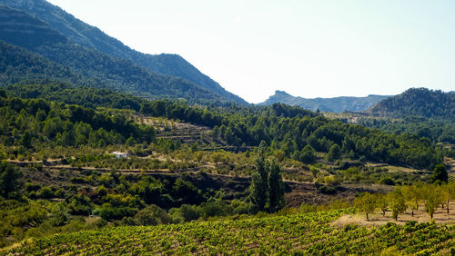 Scenic view of field against clear sky