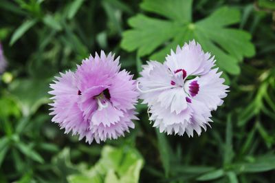 Close-up of pink flower blooming outdoors