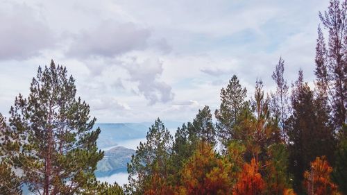 Low angle view of trees against sky