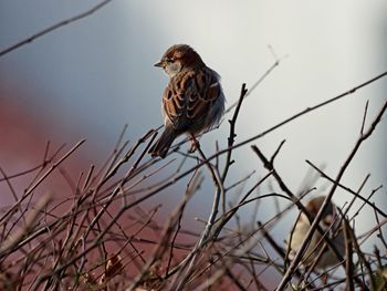 Bird perching on branch against sky