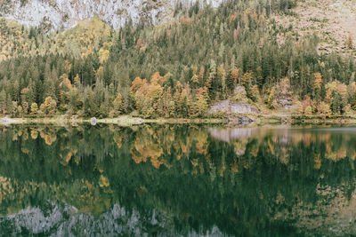 Scenic view of lake in forest