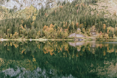 Scenic view of lake in forest