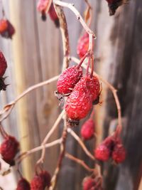 Close-up of strawberry growing on tree