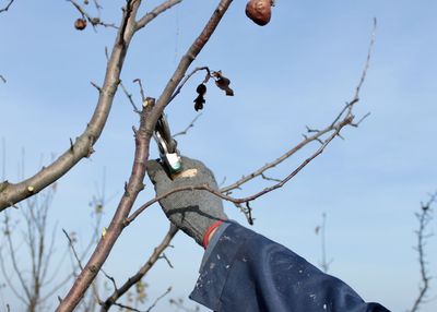 Working man cuts fruit trees in home garden in winter with garden shears