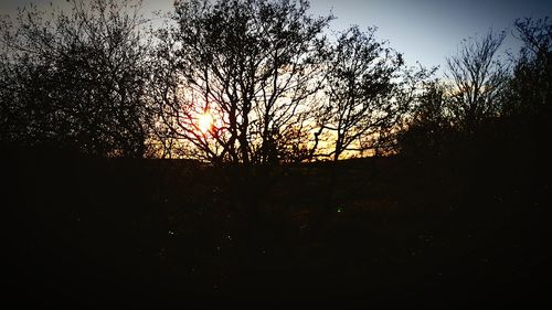 Silhouette trees against sky during sunset