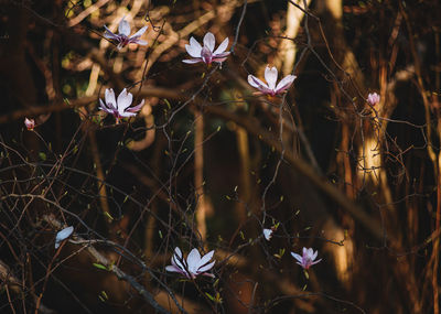 Close-up of purple flowering plants on field