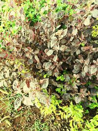 Full frame shot of plants