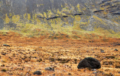 Birds on field during autumn