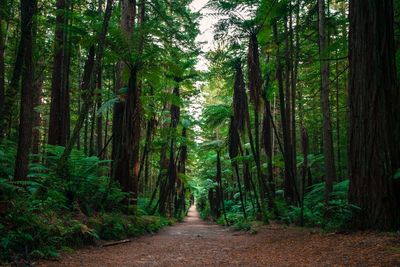 Footpath leading to forest