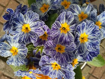 Close-up of purple flowers