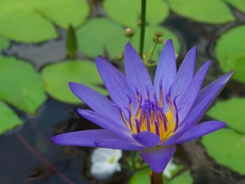 Close-up of purple water lily