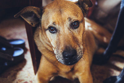 Close-up portrait of dog at home