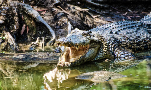 Close-up of crocodile in water