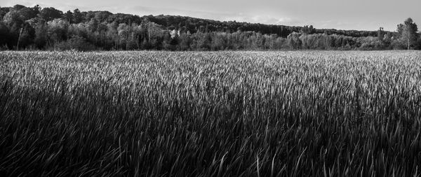 Crops growing on field against sky