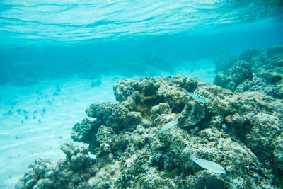 Close-up of coral swimming in sea