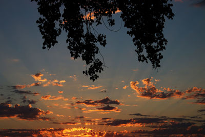 Low angle view of silhouette trees against sky at sunset