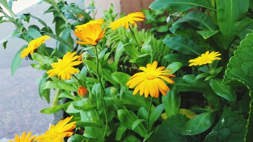 Close-up of yellow flowers blooming outdoors