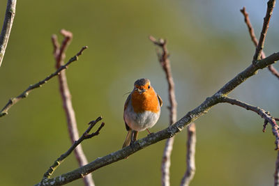 Close-up of bird perching on branch