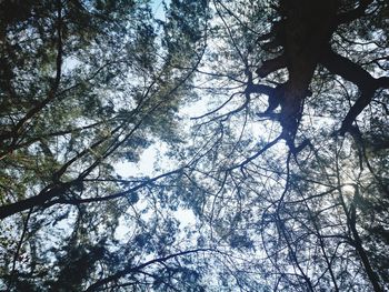 Low angle view of trees against sky