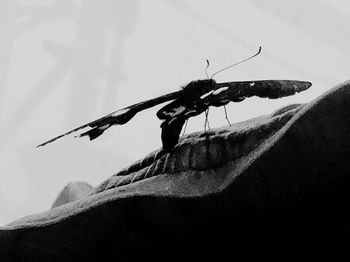 Close-up of butterfly