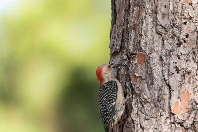 Close-up of bird perching on tree trunk