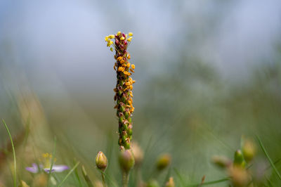 Close-up of flowering plant on land