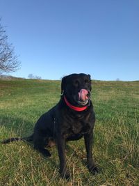 Dog sitting on field against clear sky