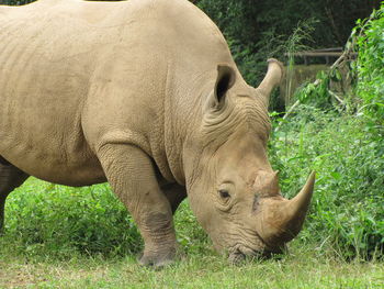 Rhino grazing in a field